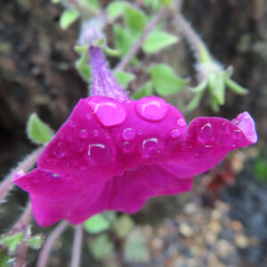 雨に濡れた赤紫色のペチュニアの花びらに水滴が乗る接写写真