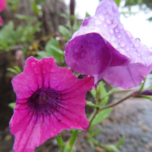 ピンクと紫のペチュニアの花が雨粒を受けて咲く様子の接写写真