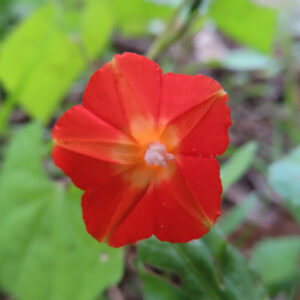 マルバルコウの花を正面から接写した写真。鮮やかな赤色の花弁が放射状に広がり、中心部は黄色から橙色のグラデーションになっている。白い雄しべが中央に見え、背景は緑の葉がやわらかくぼけている。