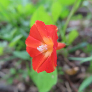 マルバルコウの花を正面から撮影した写真。鮮やかな赤色の花弁と中心部の黄色いグラデーションが特徴で、白い雄しべが中央に見える。背景は緑の葉がやわらかくぼけた自然な構図。