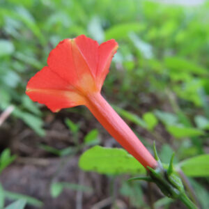 マルバルコウの花を横から撮影した写真。細長い橙赤色の花筒と、先端に開いた赤い花弁が特徴で、基部には緑色の萼が見える。背景は緑の草葉がやわらかくぼけた自然な構図。