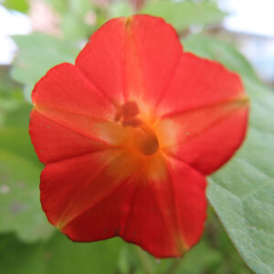 マルバルコウの赤橙色の花を正面から接写した写真。放射状に広がる花弁と中心部の黄色いグラデーションがはっきり分かり、背景は緑の葉がやわらかくぼけている。