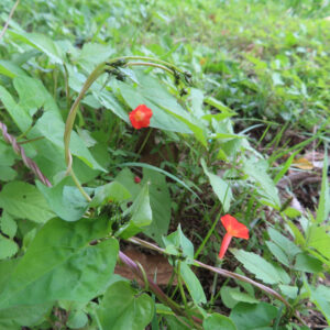 マルバルコウが野草の中に生育している様子を撮影した写真。弓なりに伸びるつると緑の葉、複数のつぼみの先に咲く小さな朱赤色の花を捉え、地表の草や葉が柔らかく背景に広がる自然な構図。