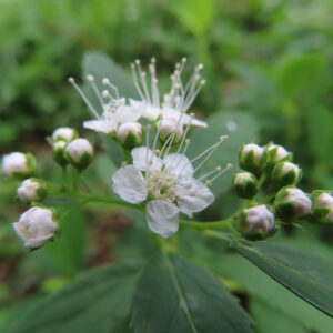 白い花びらと長い雄しべを持つシモツケの白花を接写した写真・周囲に未開花の白い蕾が並んでいる