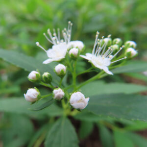 日本の野草シモツケ（下野）の白い小花と蕾を接写した写真。複数の白い花と丸い蕾が緑の背景にふんわりボケて浮かび上がる構図