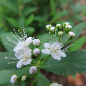 日本の野草シモツケ（下野）の白い小花と蕾を接写した写真。複数の白花と丸い蕾が淡い緑背景のボケ感の中で浮かび上がる構図