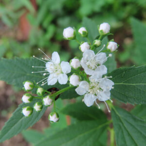 日本の野草シモツケ（下野）の白い小花と丸い蕾を真上から接写した写真。白花と蕾が緑の葉と背景に立体的に浮かび上がる構図