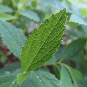 日本の野草シモツケ（下野）の葉を接写した写真。鋸歯状の縁と細かな葉脈が鮮明に写り、背景は淡い緑にぼかされた構図