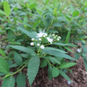 日本の野草シモツケ（下野）の白い小花と蕾を株全体で撮影した写真。緑の葉が広がる中、中央に白花が咲く姿が際立つ構図