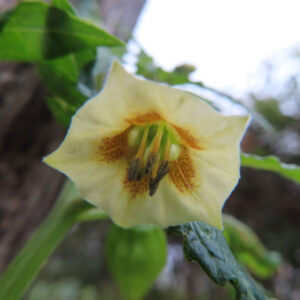 日本で秋にヒロハフウリンホオズキが淡い黄色の花を下向きに咲かせています