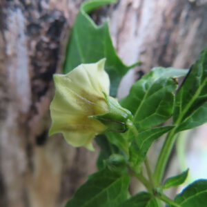 日本で秋にヒロハフウリンホオズキが木のそばで淡い黄色の花を横向きに咲かせています