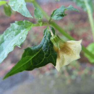 ヒロハフウリンホオズキの淡い黄色の花が下向きに咲き、雨のしずくが花びらに残る様子を撮影した写真。緑の葉脈が美しく際立つ。