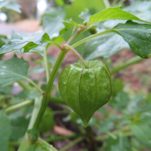 ヒロハフウリンホオズキの緑色の実が茎から下がる様子を撮影した写真。薄緑の萼に包まれた実と周囲の葉が柔らかな自然光で映える。