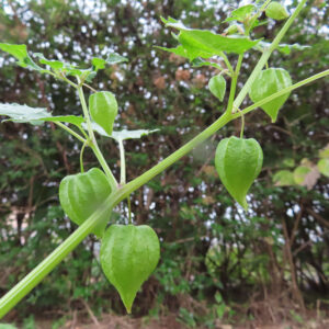 ヒロハフウリンホオズキの茎から複数の緑の実が垂れ下がる様子を撮影した写真。透明感のある萼と鮮やかな緑の葉が自然光で映える。