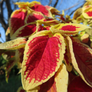 コリウスの葉のクローズアップ写真｜赤と黄色の鮮やかな斑模様が目を引く観葉植物
