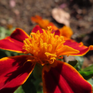 赤と黄色の花びらが美しいマリーゴールドのクローズアップ写真｜鮮やかな花芯が際立つ夏の花