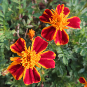 赤と黄色のマリーゴールドの花が咲く写真｜鮮やかな夏の庭の花