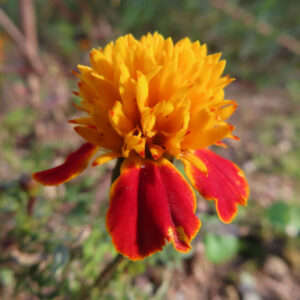 黄色と赤の花びらを持つマリーゴールドの花の接写写真｜鮮やかな夏の庭の花
