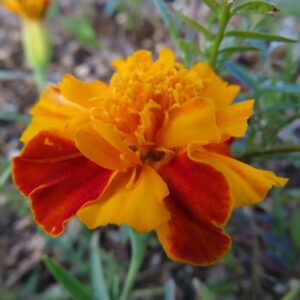 赤と黄色の花びらが重なるマリーゴールドの花の接写写真｜鮮やかな夏の庭の花
