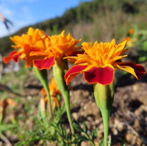 赤と黄色のマリーゴールドの花が咲く群生の写真｜夏の畑に咲く鮮やかな花