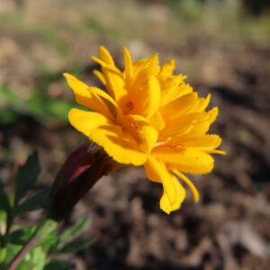 鮮やかな黄色のマリーゴールドの花の接写写真｜夏の庭に咲く一輪の花