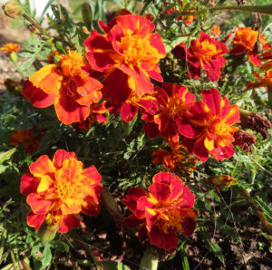赤とオレンジの花びらが鮮やかなマリーゴールドの群生写真｜夏の庭に咲く花