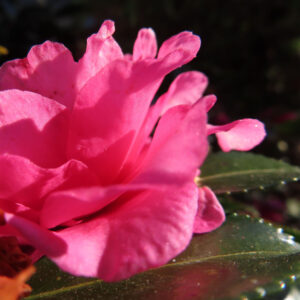 サザンカの花を横から捉えた接写写真。濃いピンク色の花弁が光を受けて透けるように重なり、手前の葉には細かな質感が見え、背景が暗く落ちた立体感のある構図。