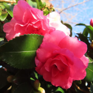 サザンカの濃いピンクの花が二輪並んで咲く様子を捉えた写真。艶のある緑の葉とつぼみを背景に、冬の陽光を受けた花びらの重なりと質感が分かる構図。
