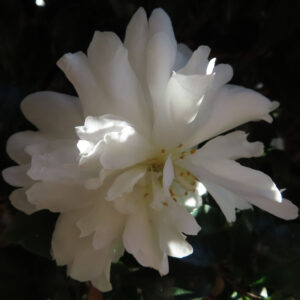 白いサザンカの八重咲きの花をクローズアップで捉えた写真。重なり合う純白の花弁に木漏れ日が差し込み、中心の淡い黄色の雄しべがほのかに見える、暗背景とのコントラストが美しい構図。