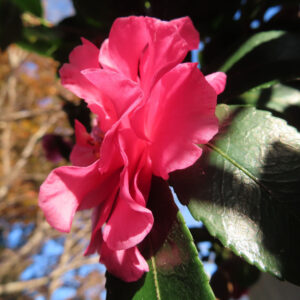 サザンカの濃いピンク色の花を横から捉えた接写写真。ひらひらと重なる花びらが逆光に照らされ、艶のある深緑の葉と青空、背景の木立が自然光の中で柔らかくぼけている様子。