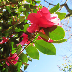 サザンカ（山茶花）のピンク色の花が青空を背景に枝先で咲く様子を斜め構図で捉えた写真、艶のある緑の葉と冬の日差しが印象的