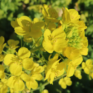 ナノハナの開花とつぼみが混在する春の植物の写真