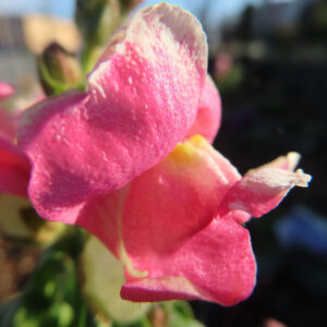 キンギョソウの口元の花形を撮るポイントを撮影した花写真