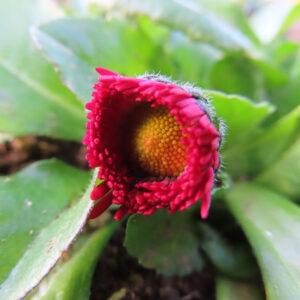 デイジーの太陽の目と呼ばれた花を撮影した花写真