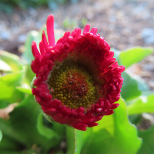 デイジーの太陽の目と呼ばれた花を撮影した花写真