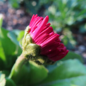 デイジーの太陽の目と呼ばれた花を撮影した花写真
