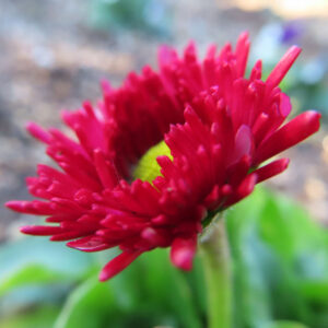 デイジーの太陽の目と呼ばれた花を撮影した花写真