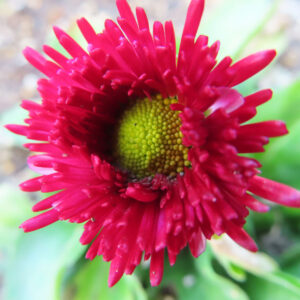 デイジーの太陽の目と呼ばれた花を撮影した花写真