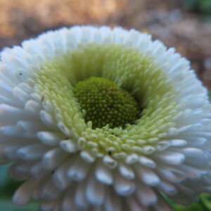 デイジーの太陽の目と呼ばれた花を撮影した花写真