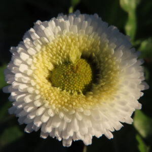 デイジーの太陽の目と呼ばれた花を撮影した花写真