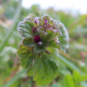 ホトケノザの仏の座に似た葉の春野草を撮影した花写真