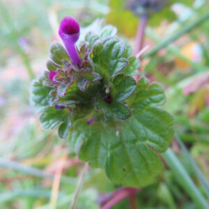 ホトケノザの仏の座に似た葉の春野草を撮影した花写真