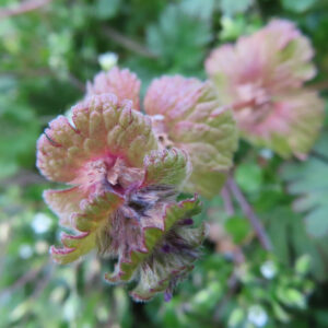 ホトケノザの仏の座に似た葉の春野草を撮影した花写真