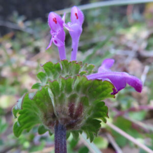 ホトケノザの仏の座に似た葉の春野草を撮影した花写真