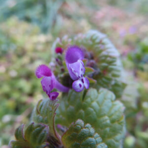 ホトケノザの仏の座に似た葉の春野草を撮影した花写真