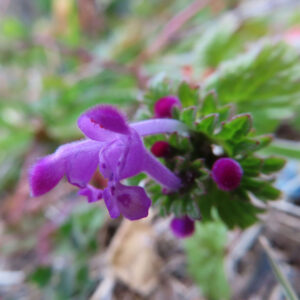 ホトケノザの仏の座に似た葉の春野草を撮影した花写真