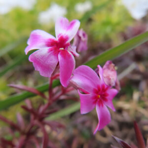 シバザクラの芝のように広がる春の花じゅうたんを撮影した花写真