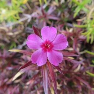 シバザクラの芝のように広がる春の花じゅうたんを撮影した花写真