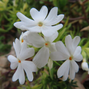シバザクラの芝のように広がる春の花じゅうたんを撮影した花写真