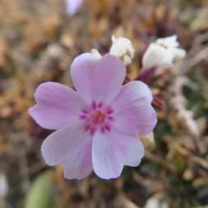 シバザクラの芝のように広がる春の花じゅうたんを撮影した花写真